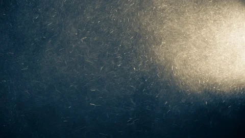 Natural Organic Dust Particles Float On Black Background. Dust In Motion. 库存影片 123334856