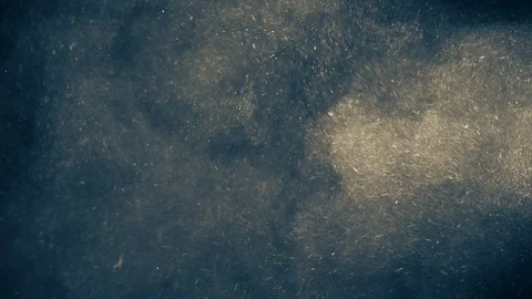 Natural Organic Dust Particles Float On Black Background. Dust In Motion. Stock Footage 123391216