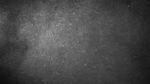 Natural Organic Dust Particles Float On Black Background. Dust In Motion. 库存影片 123447963