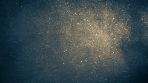 Natural Organic Dust Particles Float On Black Background. Dust In Motion. Stock-Footage 123448045