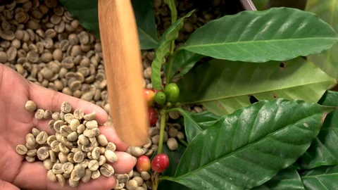 Natural organic green coffee beans Stock Footage