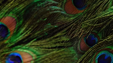 Natural organic pattern of peacock feathers. Close-up view,geometry, iridescence Stock Footage 307708982