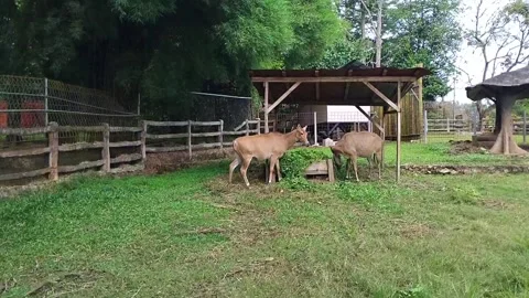 Natural outdoor enclosure featuring three antelope-like animals Stock Footage 321346149