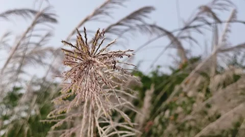 Natural Outdoor Light Macro Stock Footage 323303090
