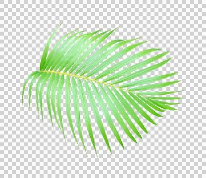 Natural palm leaf botanical element on transparent background Stockfoto's