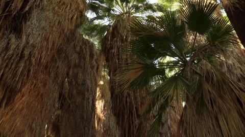 Natural Palm Tree Oasis Stock Footage 167290788