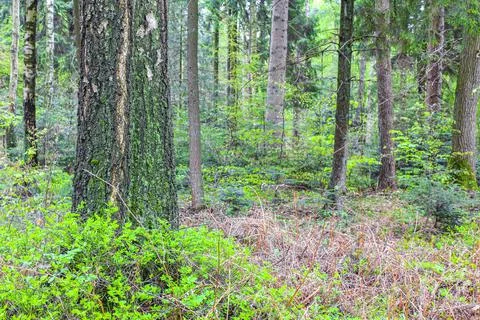 Natural panorama view with pathway green plants trees forest Germany. Stock Photos