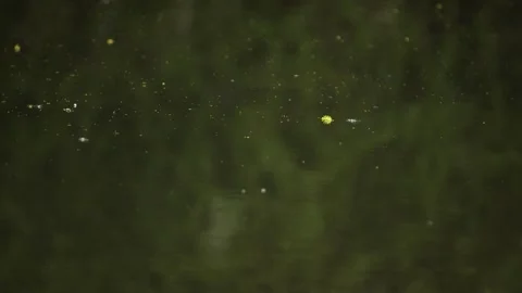 Natural particles flowing in river water Stock Footage 133377860
