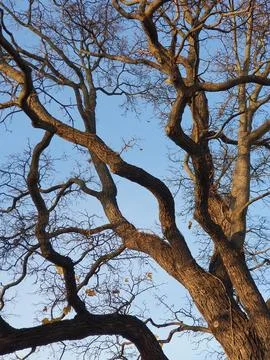 Natural patern of the maple tree branches on a sunny autumn afternoon, closeup Stock Photos