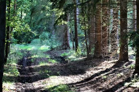 Natural path in the forest during rain and sunshine Stock Photos