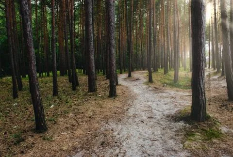 A natural path leading through the trees in a forest Foto stock