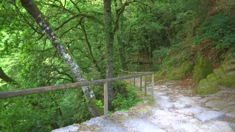 A NATURAL PATH IN THE MIDDLE OF THE FOREST Stock Footage 95668445