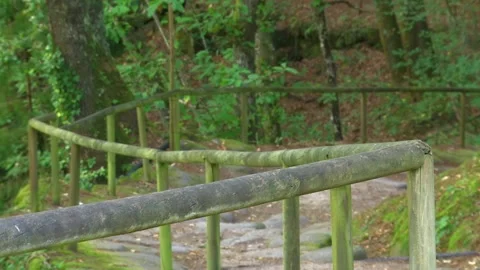 A NATURAL PATH IN THE MIDDLE OF THE FOREST Stock Footage 95668733