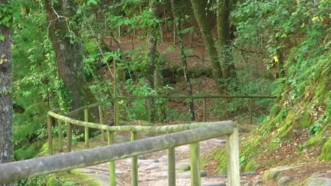A NATURAL PATH IN THE MIDDLE OF THE FOREST Stock Footage 95668934