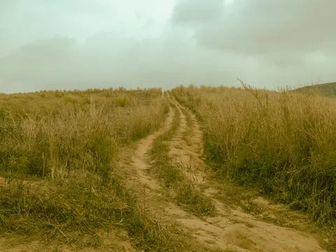Natural Path Through Dry Grass Field in Thailand 库存照片