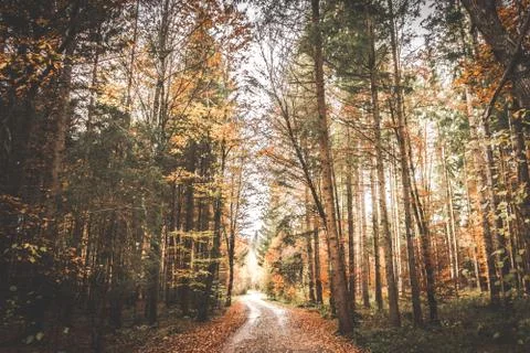 Natural path through the forest Stock Photos
