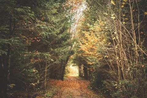 Natural path through the forest Stock Photos
