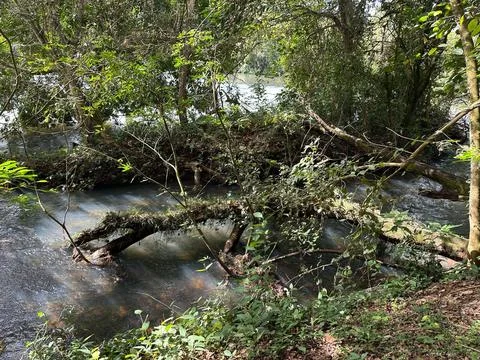 Natural Path of Trees in Water Stock Photos