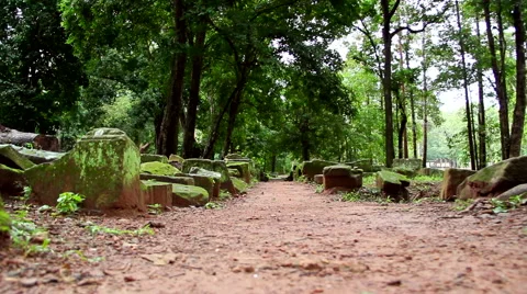 Natural path trough the jungle, dolly camera Stock Footage 41244964