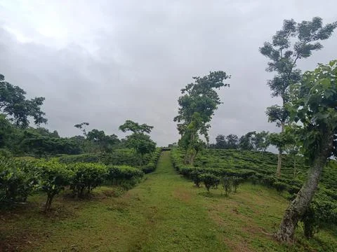 Natural Path Winding Through a Green Tea Garden Stock Photos