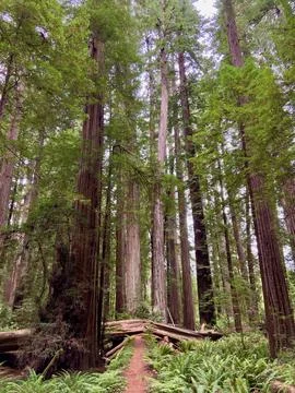 Natural Pathway in an Ancient Forest Stock Photos