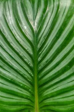 Natural pattern of abstract lines of bright leaves of the Calathea Orbifolia Stock Photos