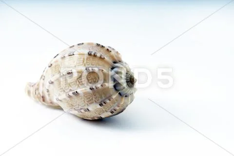 The Natural Pattern and Texture of the Seashell Stock Photos
