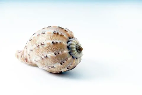 The Natural Pattern and Texture of the Seashell Stock Photos