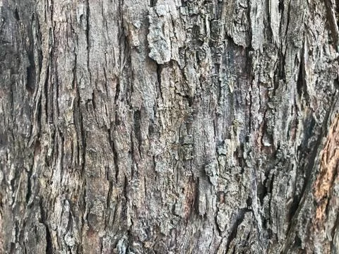 Natural pattern and texture of tree bark Foto stock