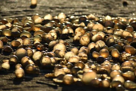 Natural pattern as background, empty eggs on the beach Stock Photos
