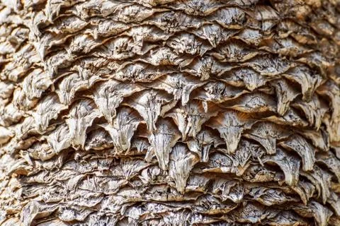 Natural pattern from the bark on the trunk of the date palm tree Stock Photos