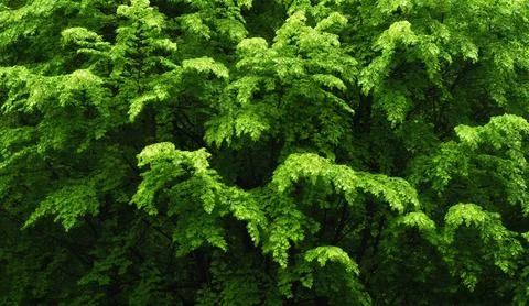 Natural pattern of beautiful beech tree branches Stock Photos