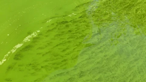 A natural pattern of blooming algae on the water surface. Stock Footage 315391495