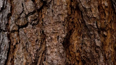 Natural pattern of brown bark of aging pine tree Stock Footage 254394478