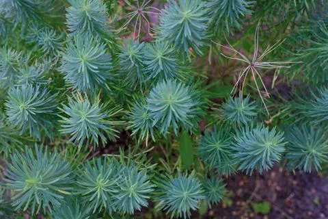 Natural Pattern of Cypress Spurge Soft Green Needle Foliage Stock Photos