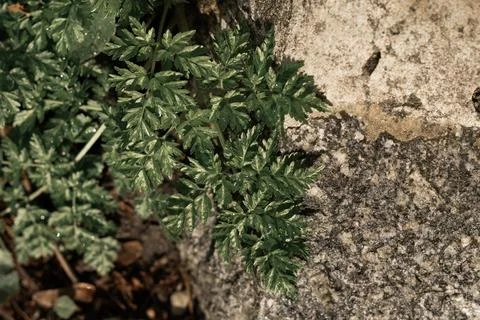 Natural pattern of delicate green lace leaf texture in close view Stock Photos