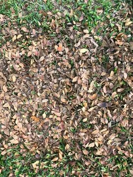Natural Pattern of Dry Leaves on Grass as an Organic Texture Background Stock Photos