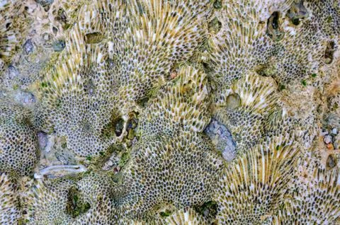 Natural pattern - Espiritu Santo Stock Photos