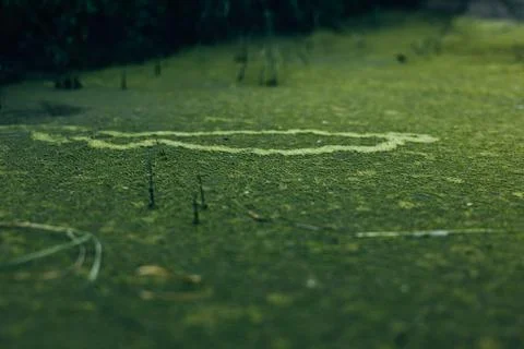 Natural pattern formed by floating yellow tree pollen on algae-covered water Stock Photos