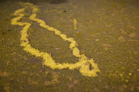 Natural pattern formed by floating yellow tree pollen on algae-covered water Stock Photos