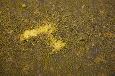 Natural pattern formed by floating yellow tree pollen on algae-covered water Stock Photos