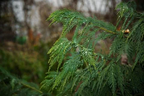  Natural pattern of green pine brunch Fotos Stock
