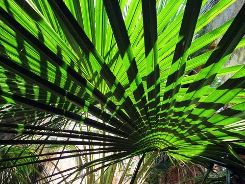 Natural pattern of light shadow on tropical leaf. Stock Photos