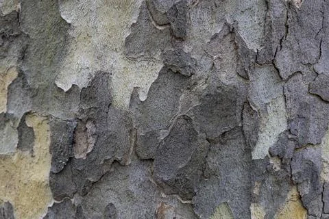 Natural pattern from the old wood tree bark. Beautiful texture of the bark .. Stock Photos