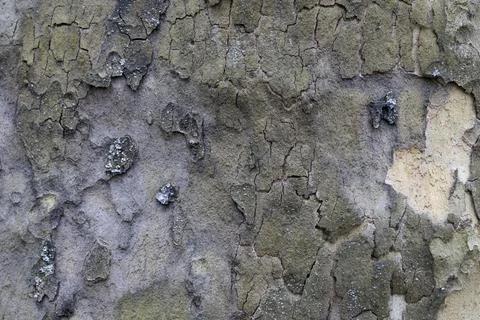 Natural pattern from the old wood tree bark. Beautiful texture of the bark .. Stock Photos