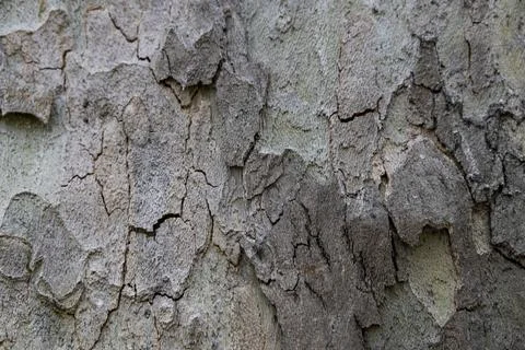Natural pattern from the old wood tree bark. Beautiful texture of the bark .. Foto stock