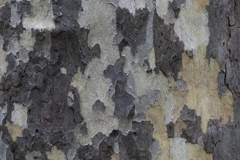 Natural pattern from the old wood tree bark. Beautiful texture of the bark .. Stock Photos