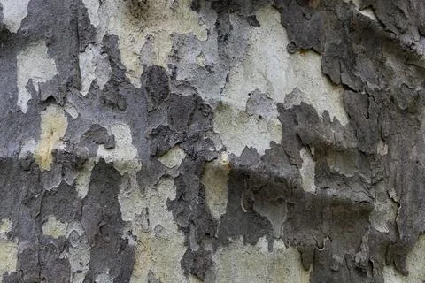 Natural pattern from the old wood tree bark. Beautiful texture of the bark .. Stock Photos