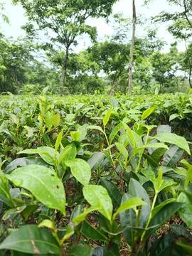 Natural Pattern of Organic Green Tea Foliage 스톡 사진