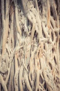 Natural pattern of roots tree with vintage filter style Stock Photos
